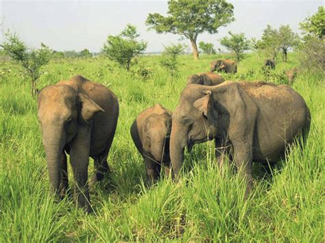 Sri Lanka ausführlich | IKARUS TOURS