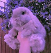 Image result for Baby Bunnies Tan Color and Grey