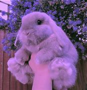 Image result for Pics Bunnies Hugging