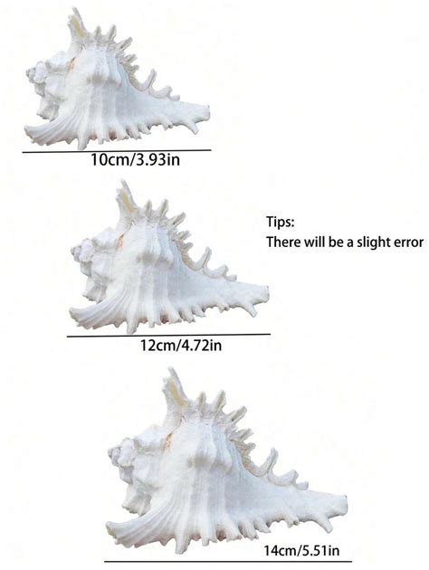 Image result for Mini Conch Shell