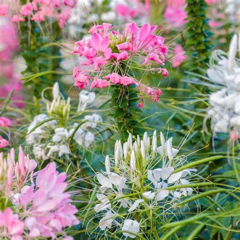 100 Cleome Flower Spider Plant Mixed Colors Flower Seeds - JSPSeeds