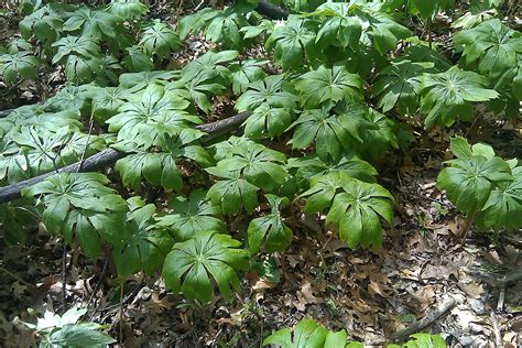 Forest Floor Plants