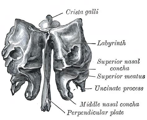 Crista galli - Ars Neurochirurgica