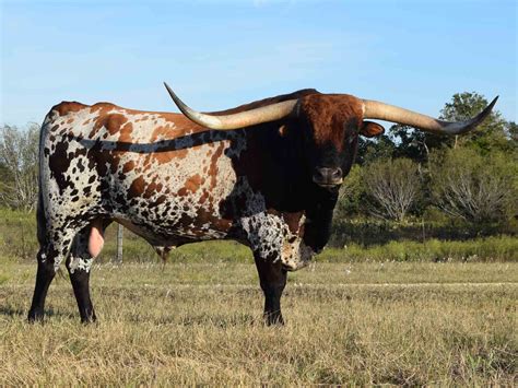 Rocking O Longhorns - texas longhorn cattle for sale Austin, Texas ...