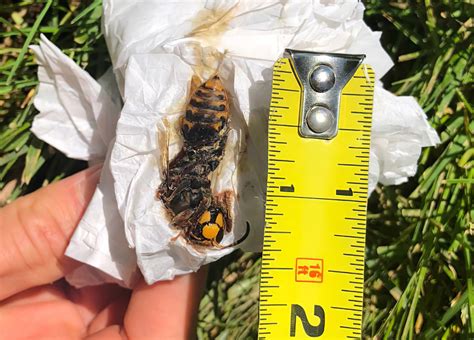 Great Black Wasp Nest
