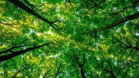 ചക്രവാകം മൂളുന്ന ഹൃദയം - SPIRITUAL - MAYILPEELI | Kerala Kaumudi Online