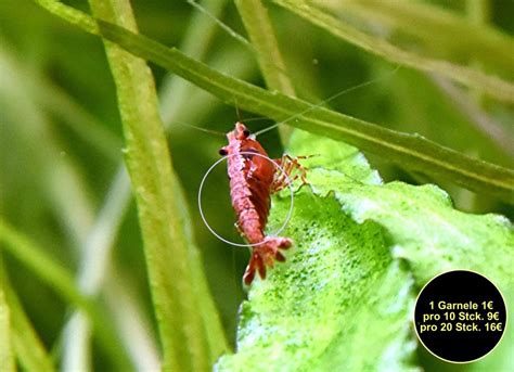 Red Fire Garnele Zwerggarnele reinerbig 9€ 10 Stck Versand Abholung in ...