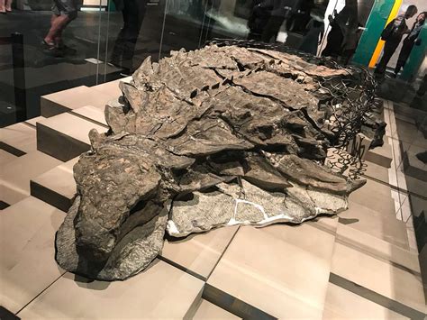 110-million-year-old Dinosaur very well preserved discovered ...