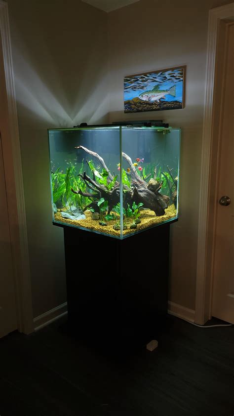 60 Gallon Cube Aquarium Planted 60 Gallon Cube Tank Aquariums