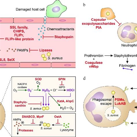 Image result for Staphylococcus Aureus Pathogenicity