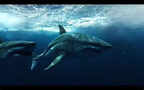 梅尔维尔鲸跟踪捕食巨齿鲨_哔哩哔哩_bilibili