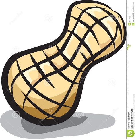 Peanut Clipart Pictures – Clipartix