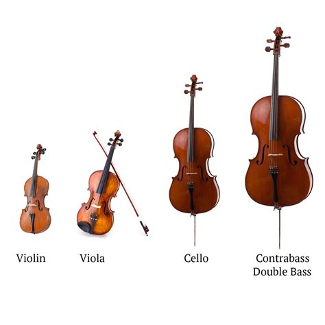 String Family Orchestra Facts at Michelle Ma blog