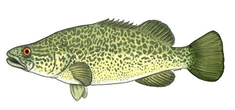 Image result for Cod Map Drawing