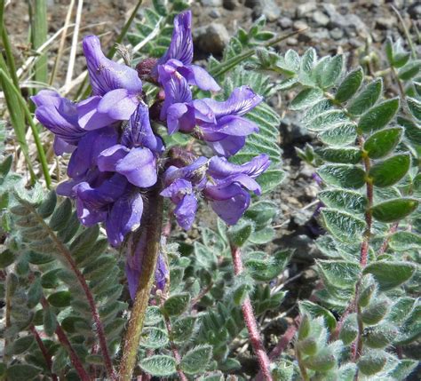 Oxytropis deflexa var. foliolosa (Hook.) Barneby | Plants of the World ...