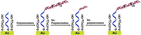 Image result for DNA Polymerization