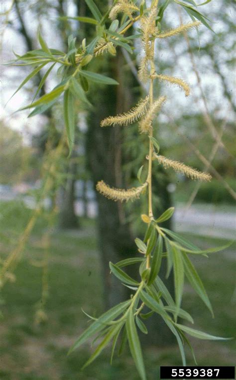 Arkansas Tree Database - Weeping Willow