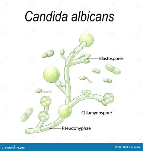 Albicans Cartoons, Illustrations & Vector Stock Images - 661 Pictures to download from ...