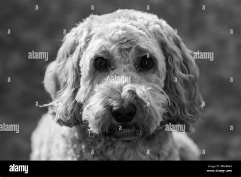 Image result for White Cockapoo