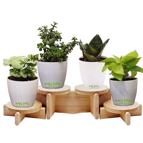 Leafy Tales Set of 4 Air Purifying Plants Combo- Golden Money Plant ...