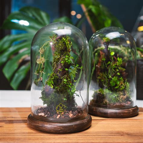 The Moss Branch Terrarium – bytheleaf
