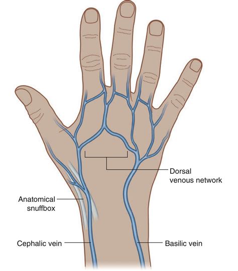 The superficial veins of the upper limb