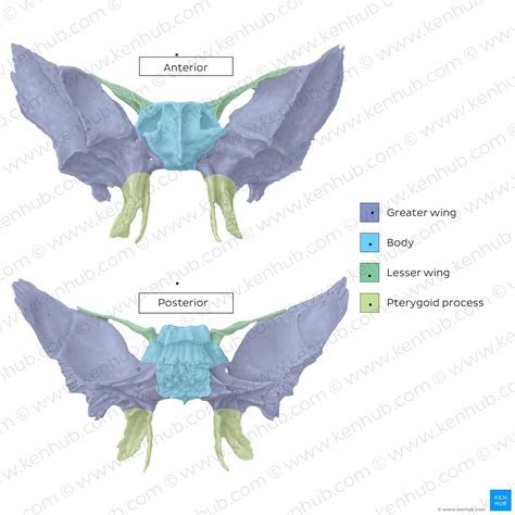 Sphenoid Bone Sella Turcica