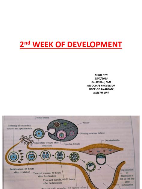 Image result for 2nd Week of Development