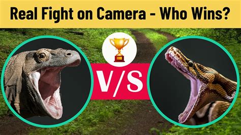 Image result for Python vs Komodo Dragon Video