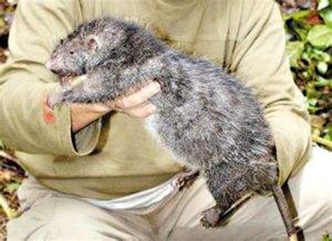 世界上最大的老鼠，非洲巨鼠体长为90厘米(可探地雷) — 探灵网