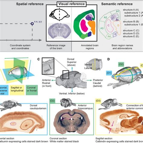 Image result for Brain Mapping Research