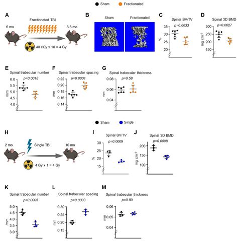 Ionizing Radiation Activates Mitochondrial Function in Osteoclasts and ...