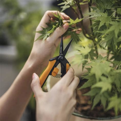 15 Must-Have Tree Pruning Tools for a Healthier Garden