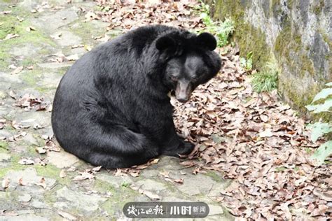 动物园一头黑熊胖成球，黑熊：谁！你说谁胖呢！_黑熊_动物园