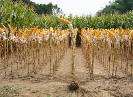 NK 7884 - Variety Corn | Syngenta