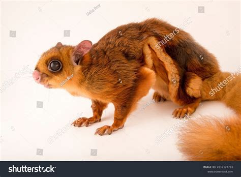 Indian Giant Flying Squirrel