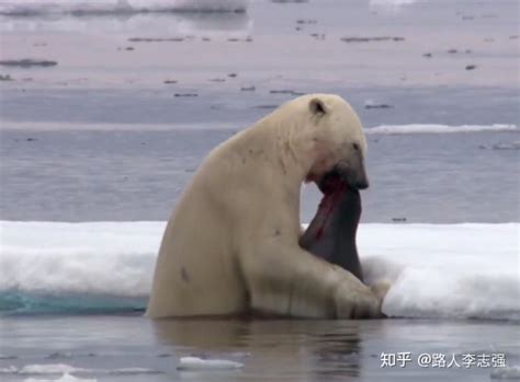 北极熊濒临灭绝？本世纪末北极熊将无处生存！_欧美同学会