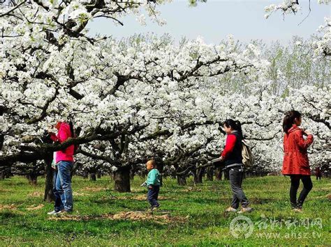 贵州：第七届“金谷春雪”梨花节4月2日开幕- 园林资讯 - 园林网