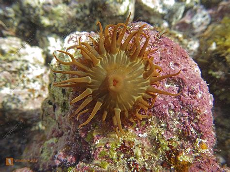 Seeanemone - Naturbilder bei Wildlife Media