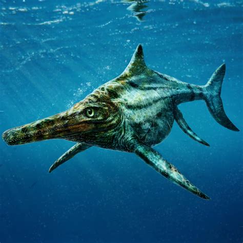 Image result for Dolphin Evolution