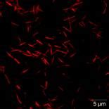 Press Release:Press Information Bureau