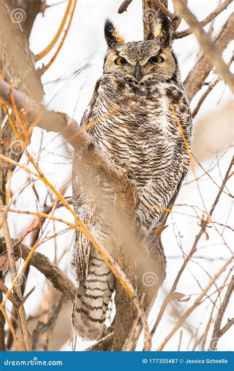 Wise Old Owl #3 stock image. Image of tree, bird, predator - 177355487