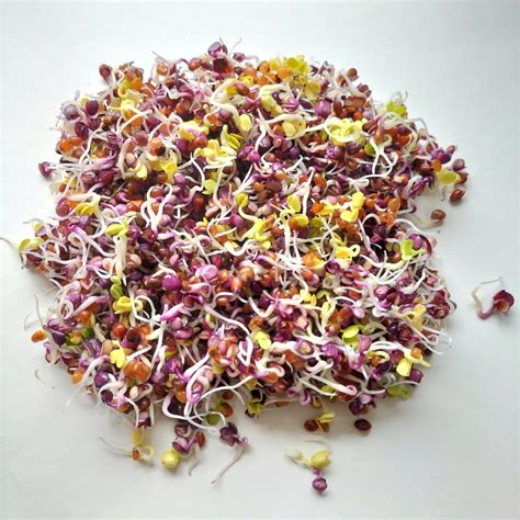 Image result for Radish Seeds Sprouting