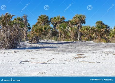Little Talbot Island State Park, Florida Stock Photo - Image of early ...