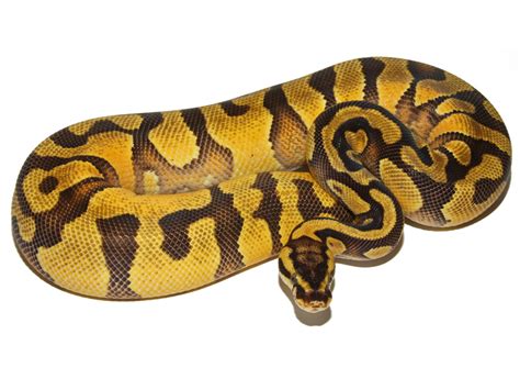Image result for Enchi Static Ball Python