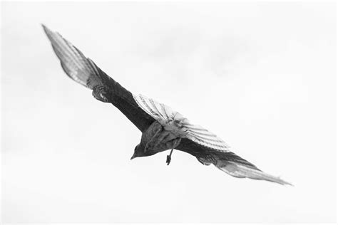 Image result for Crow Fly