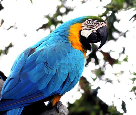 145 Best Bird Names for Budgies, Parrots, Cockatoos and More