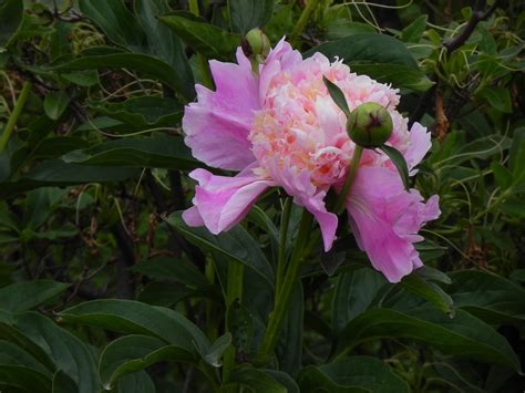 Fern Leaf Peony — Corn Hill Nursery
