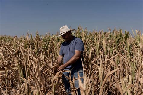 Argentina Agriculture 的图像结果