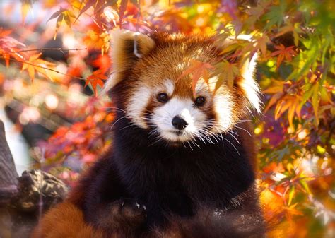 Download Fall Animal Red Panda HD Wallpaper